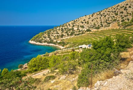 Vineyard and beach of Brač