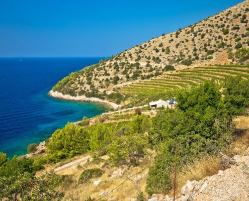 Vineyard and beach of Brač island